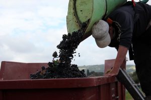 vineyard guy